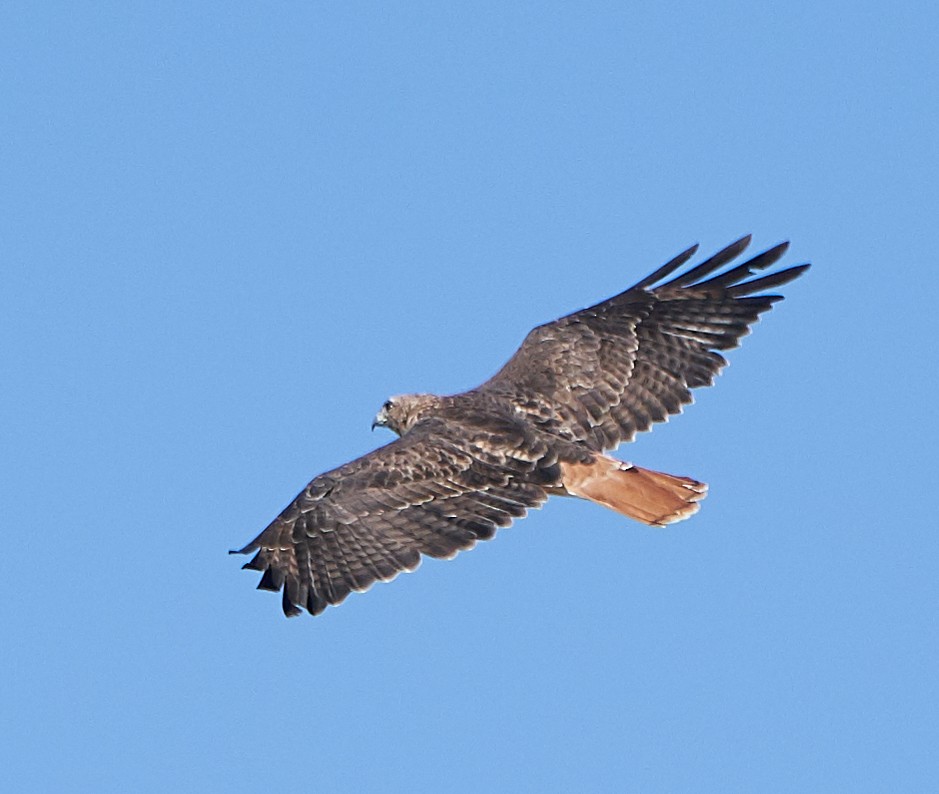 Red-tailed Hawk - ML172946881