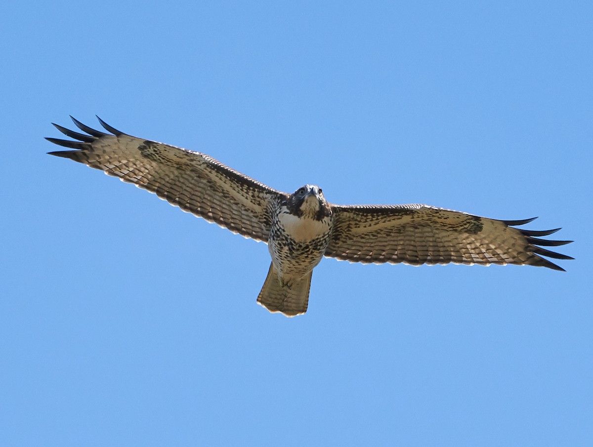 Red-tailed Hawk - ML172946891