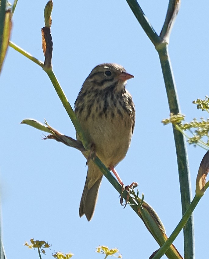 Savannah Sparrow - ML172947031
