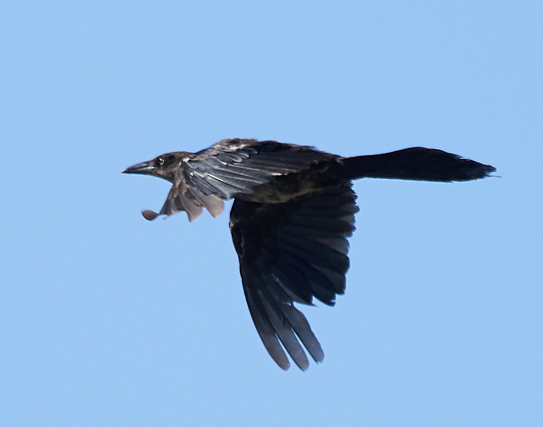 Great-tailed Grackle - ML172947231