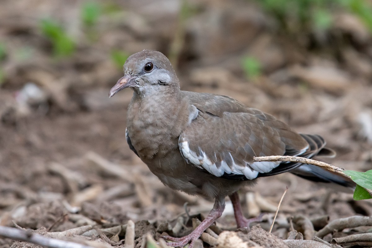 White-winged Dove - Mike Stewart