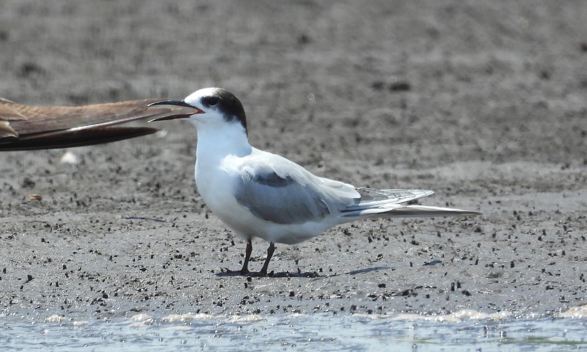 Common Tern - grete pasch