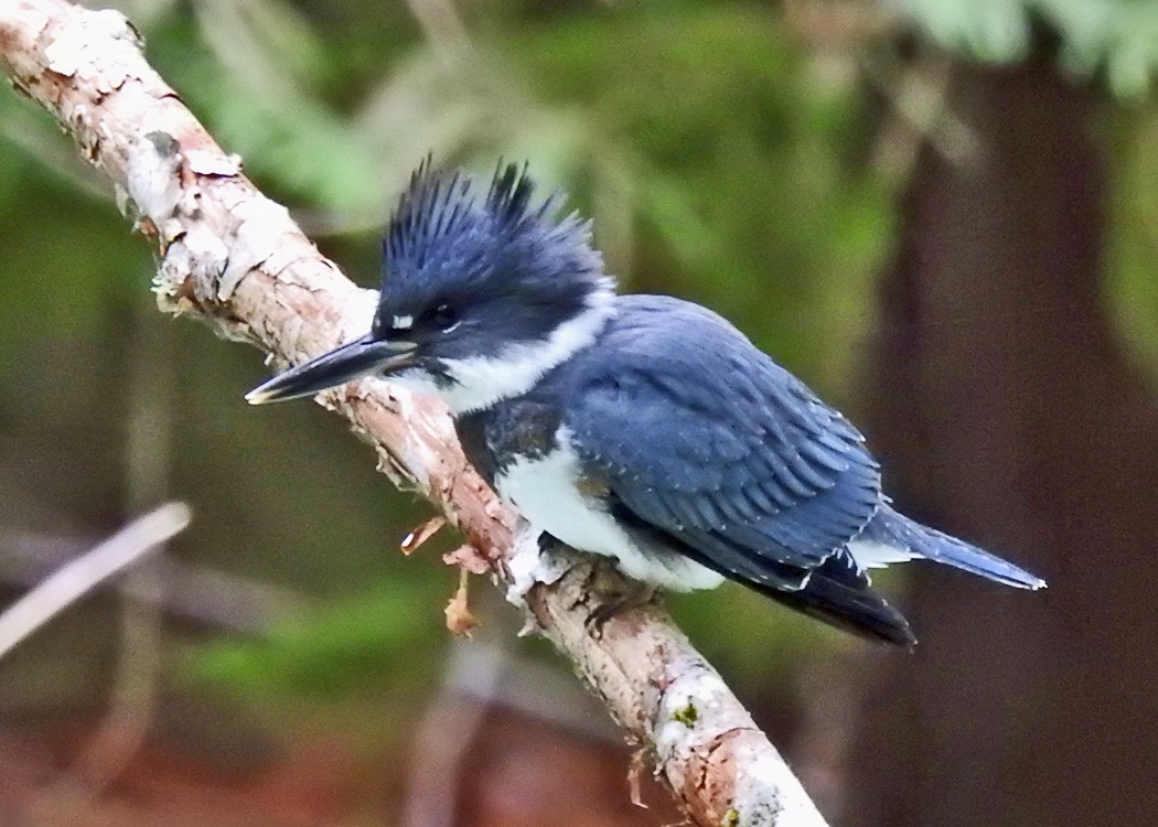 Belted Kingfisher - ML172953621