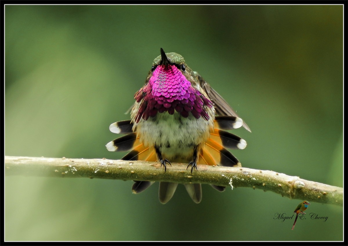 Wine-throated Hummingbird - Evaristo Chocoy