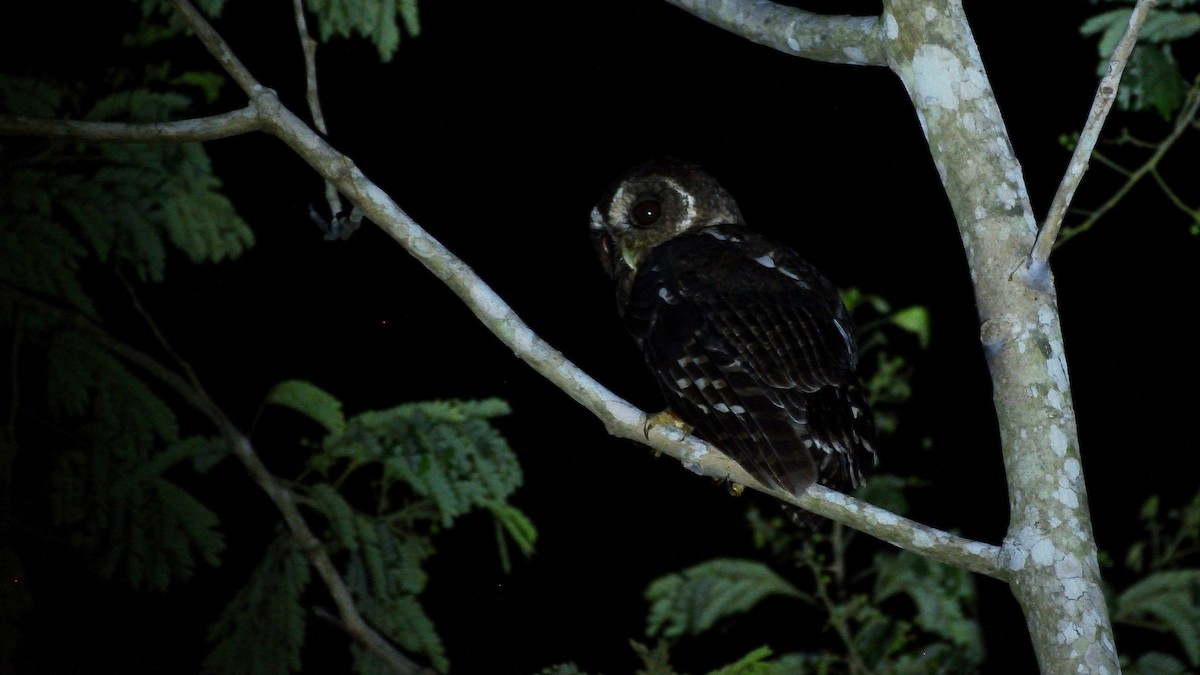 Mottled Owl - Miguel Aguilar @birdnomad