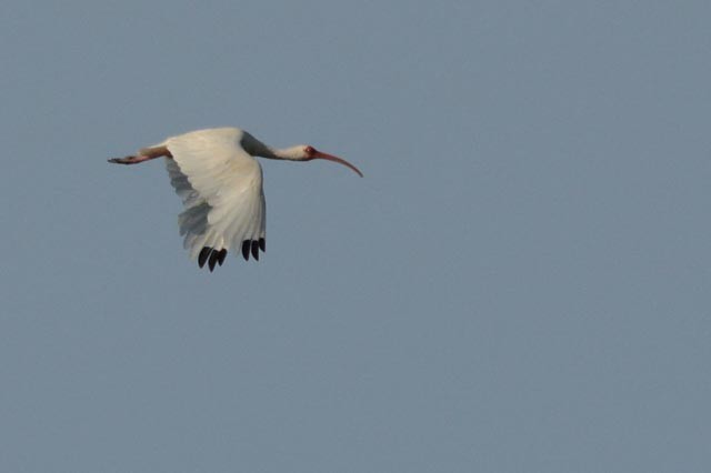 White Ibis - Wayne  Sutherland