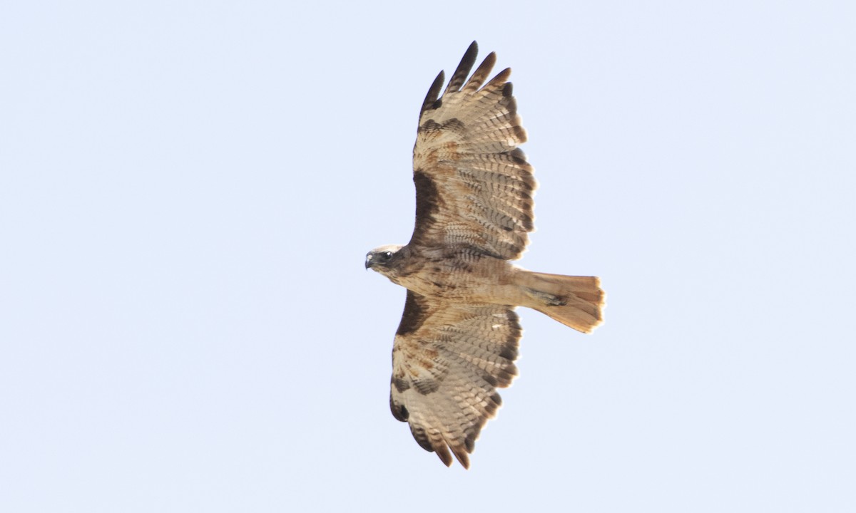 Red-tailed Hawk (calurus/alascensis) - ML172964001