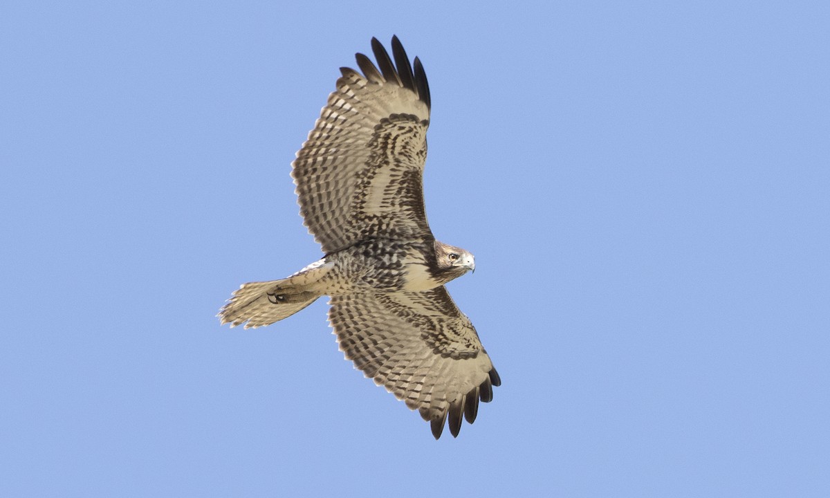 Red-tailed Hawk (calurus/alascensis) - ML172964031