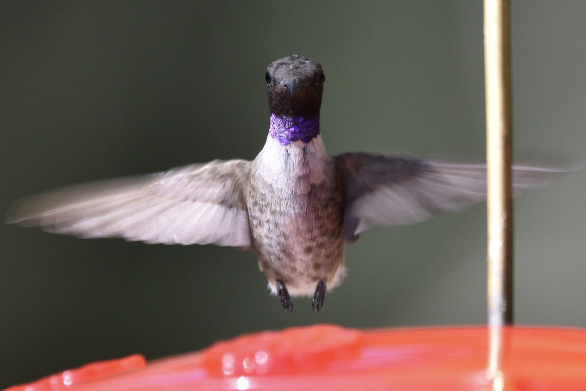 Black-chinned Hummingbird - ML172964381