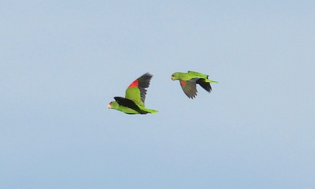 White-fronted Parrot - grete pasch