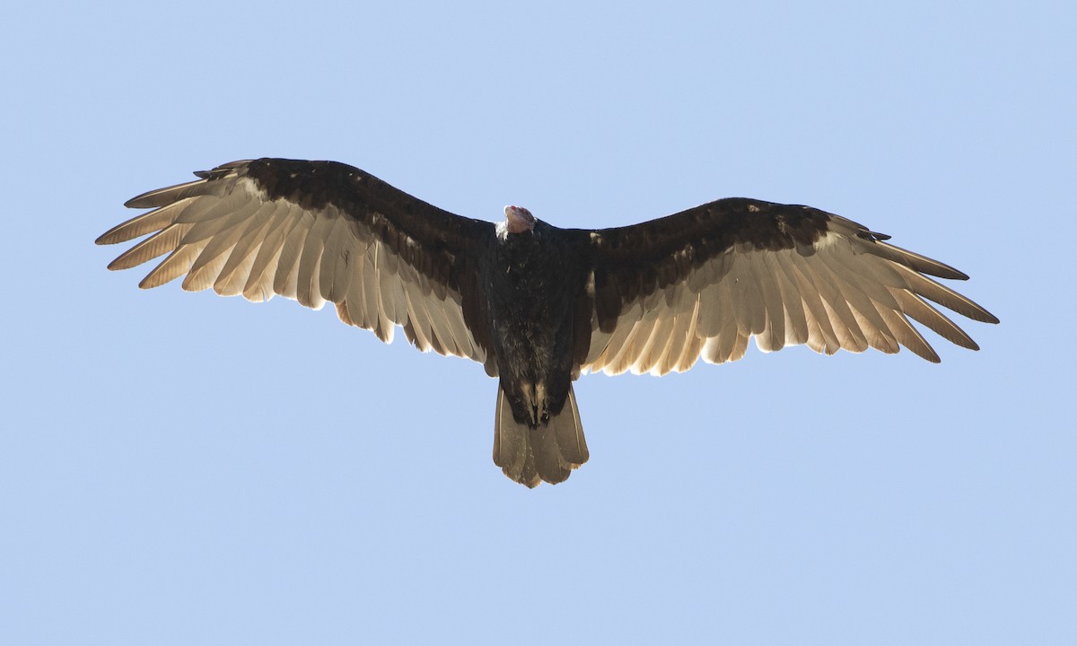Turkey Vulture - ML172965931