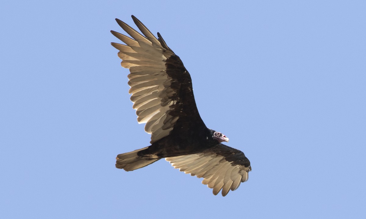 Turkey Vulture - ML172965941