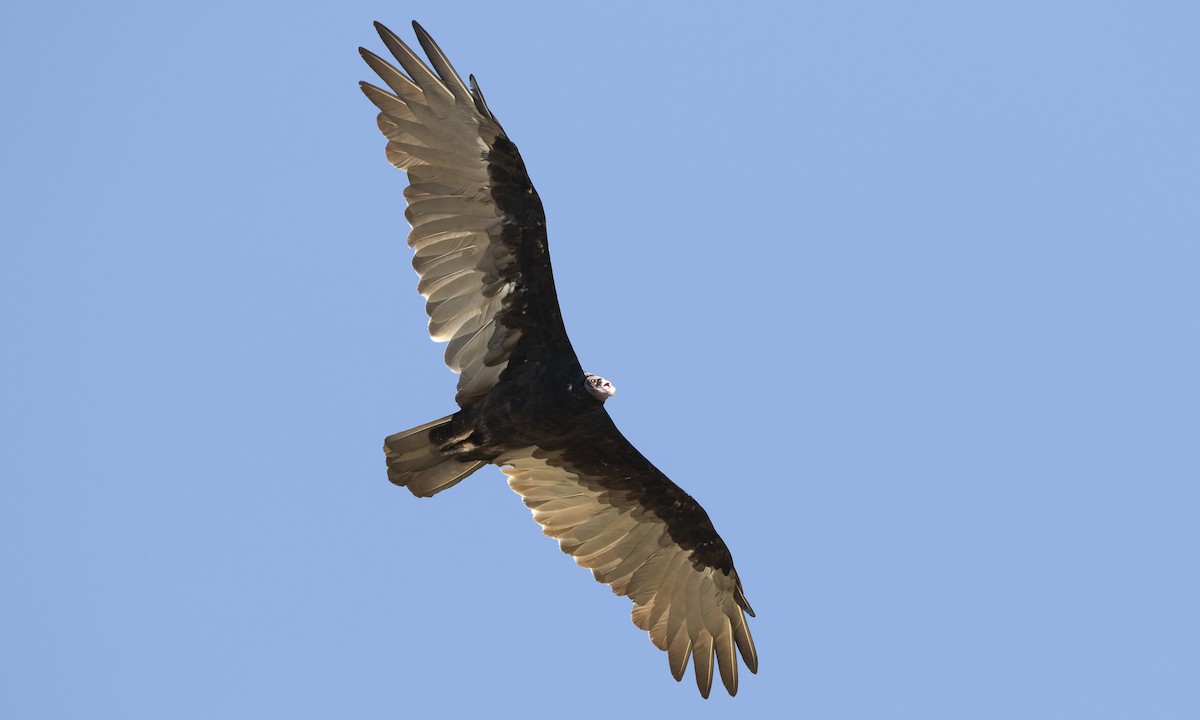 Turkey Vulture - ML172965951