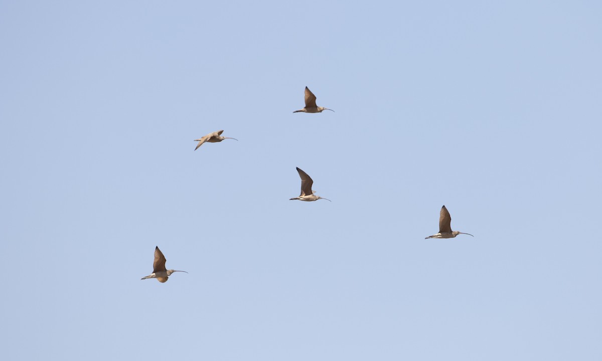 Long-billed Curlew - ML172965961