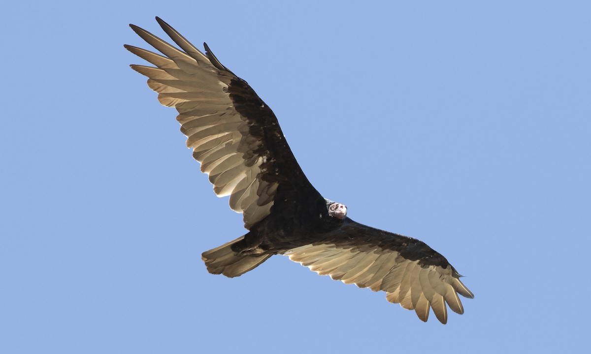 Turkey Vulture - ML172965981
