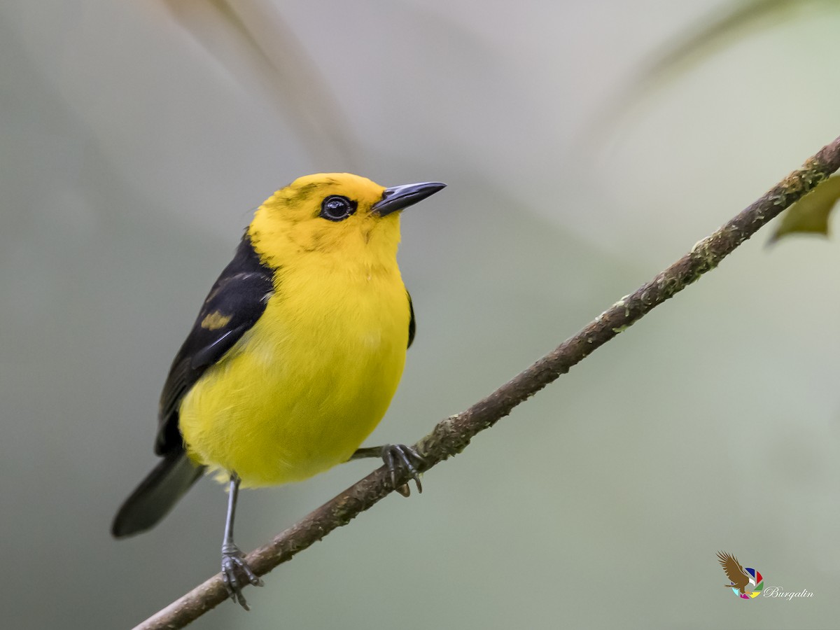 Black-and-yellow Tanager - ML172966011
