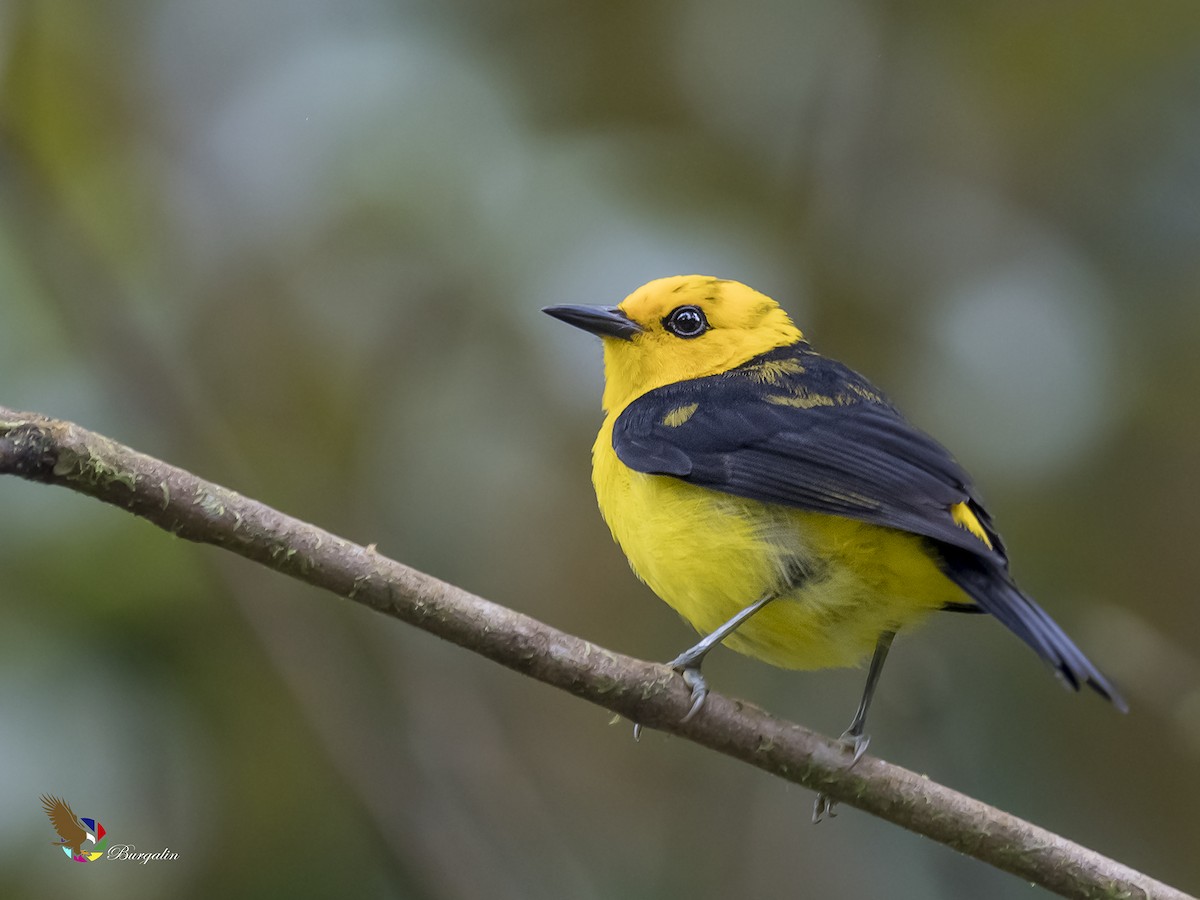 Black-and-yellow Tanager - ML172966031