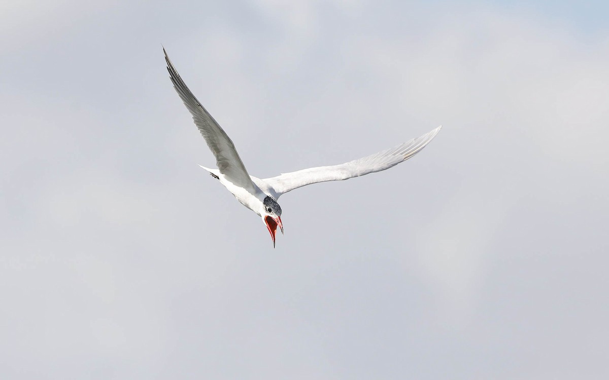 Caspian Tern - Ged Tranter