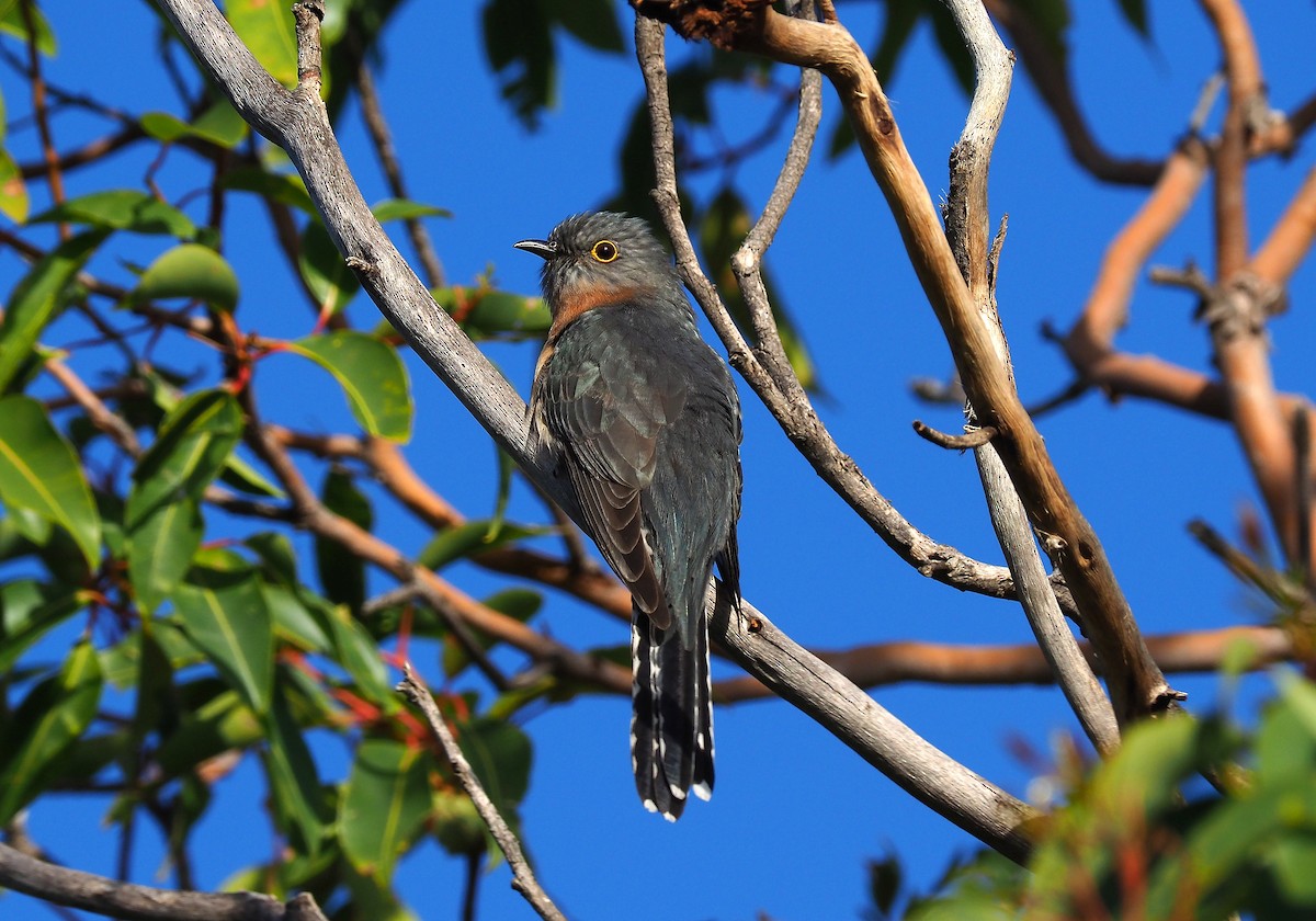 Fan-tailed Cuckoo - John Baas