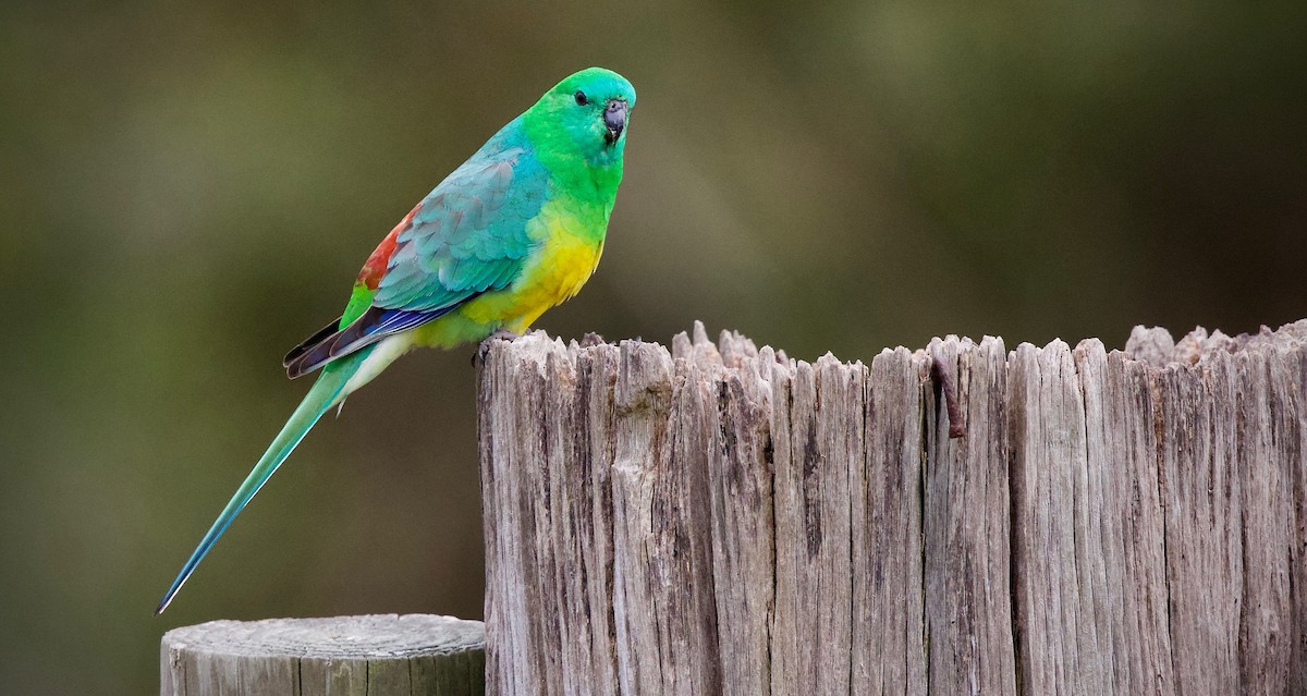 Red-rumped Parrot - ML172967701