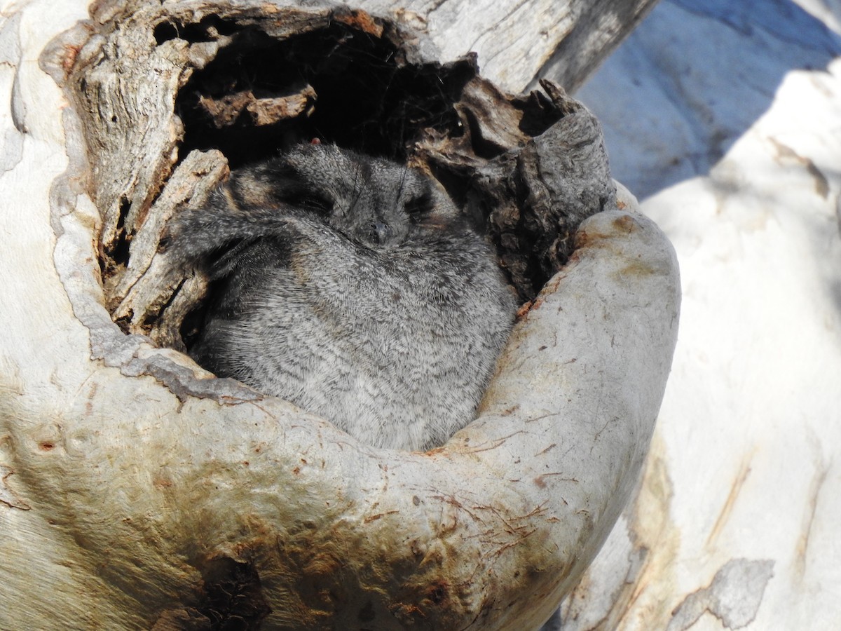 Australian Owlet-nightjar - ML172975501