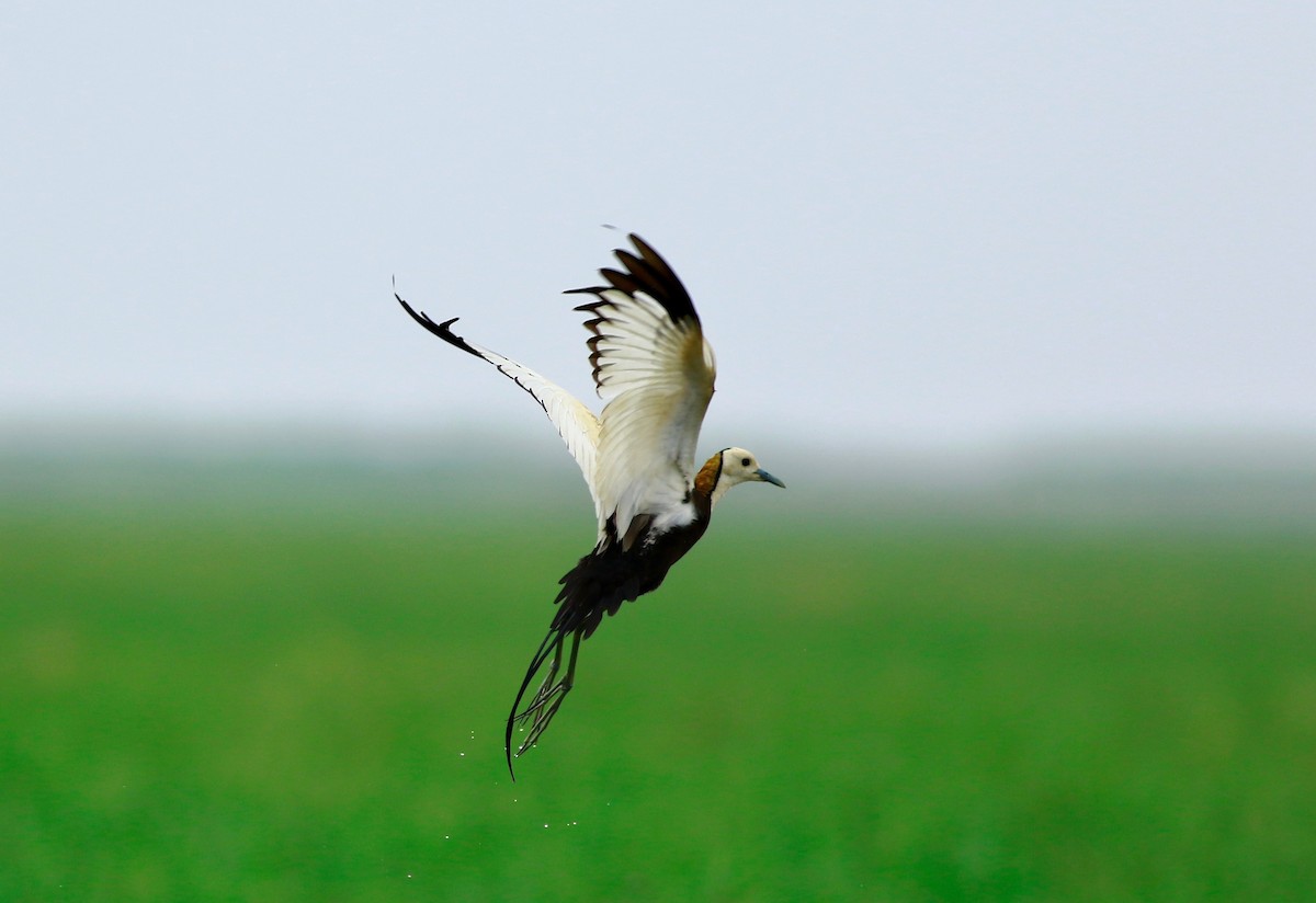 Pheasant-tailed Jacana - ML172977581