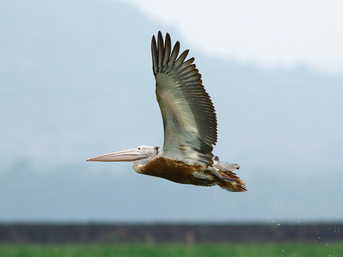 Spot-billed Pelican - Sudhir Herle
