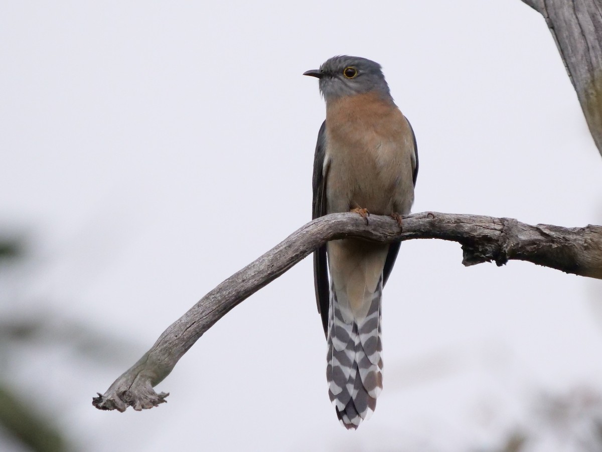 Fan-tailed Cuckoo - Peter Lowe