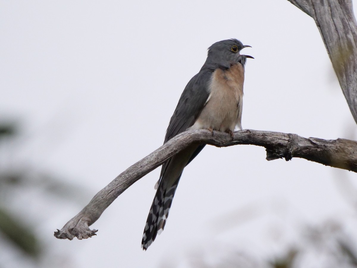 Fan-tailed Cuckoo - Peter Lowe