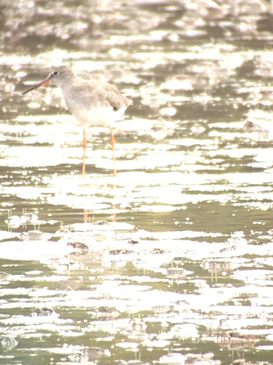 Common Redshank - Larry Maurin