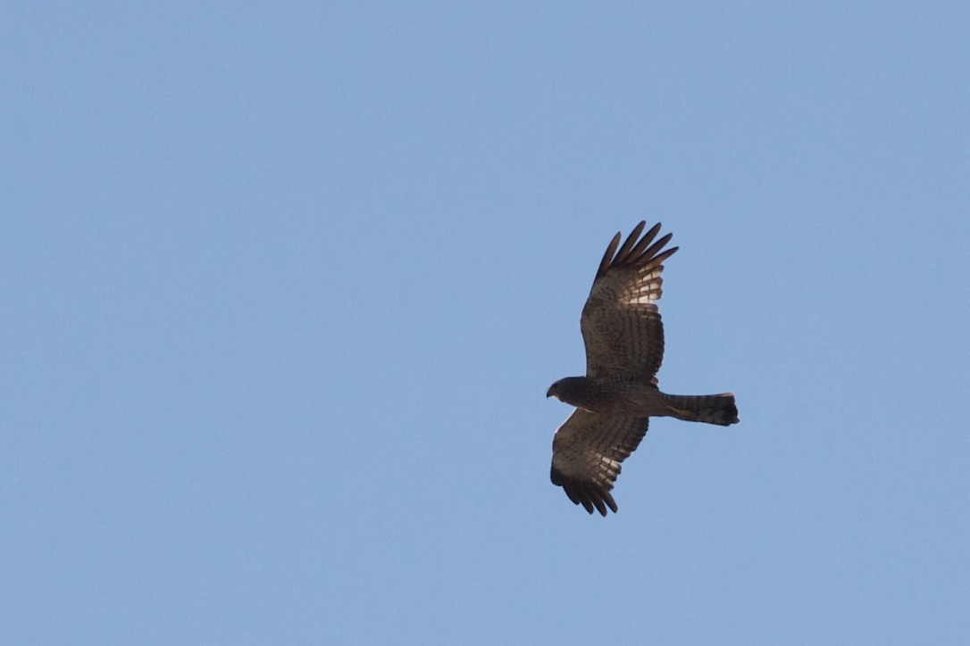 Spotted Harrier - ML172984691
