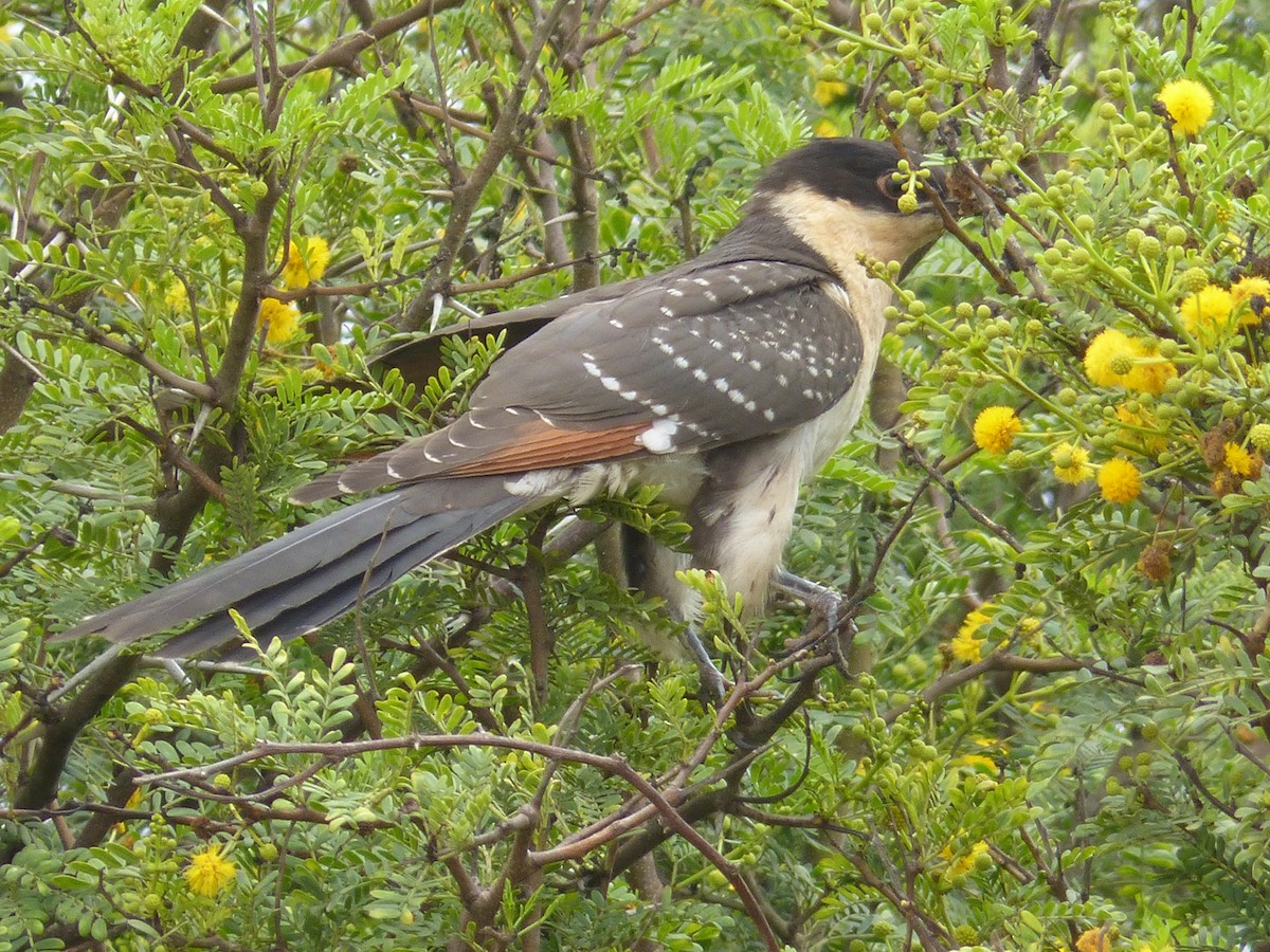 Great Spotted Cuckoo - Juan Ramírez