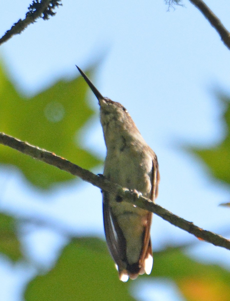 Ruby-throated Hummingbird - ML172989511