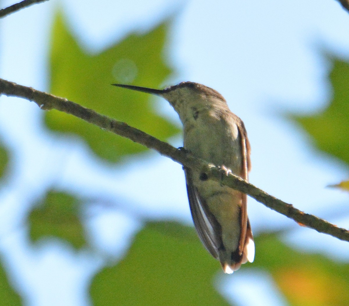 Ruby-throated Hummingbird - ML172989531