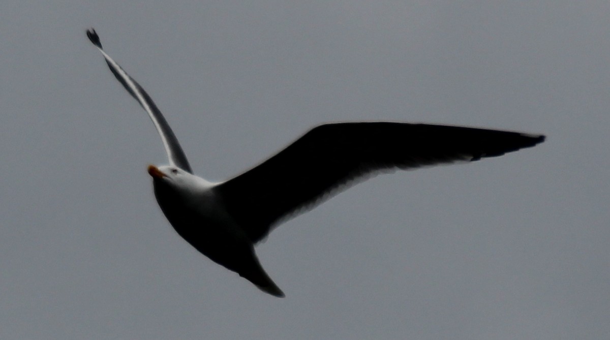 Lesser Black-backed Gull - Gary Leavens