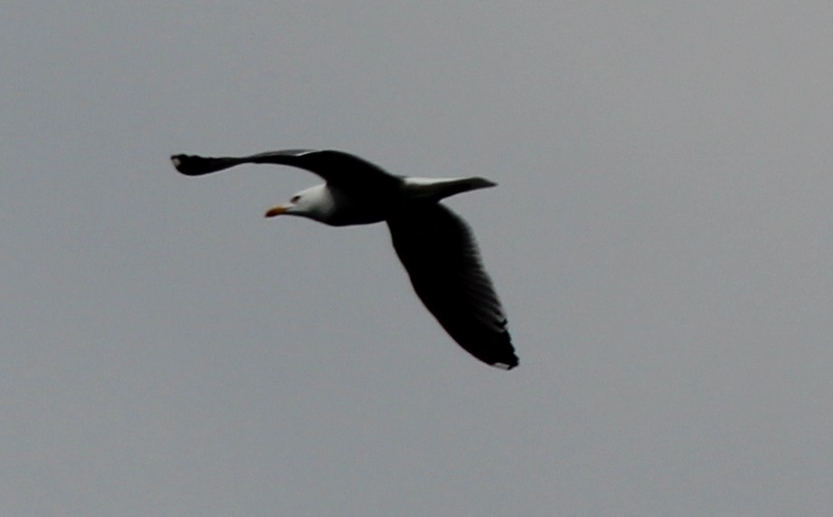 Lesser Black-backed Gull - Gary Leavens