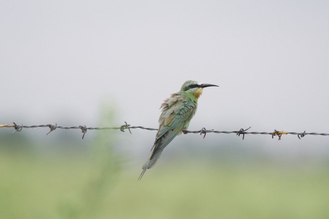Blue-cheeked Bee-eater - Mamta Muttreja