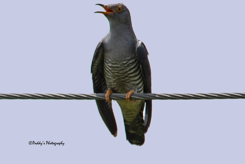 Common Cuckoo - ML172993241