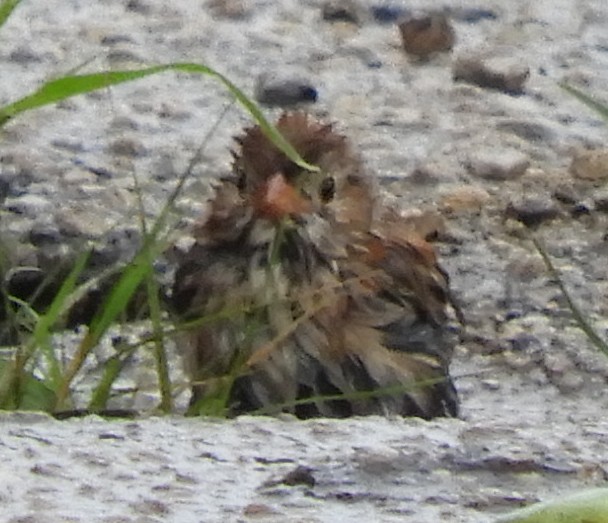 Field Sparrow - ML172993271