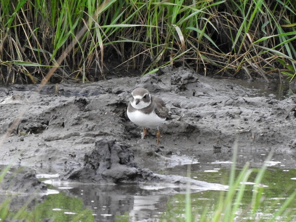 Semipalmated Plover - ML172993821