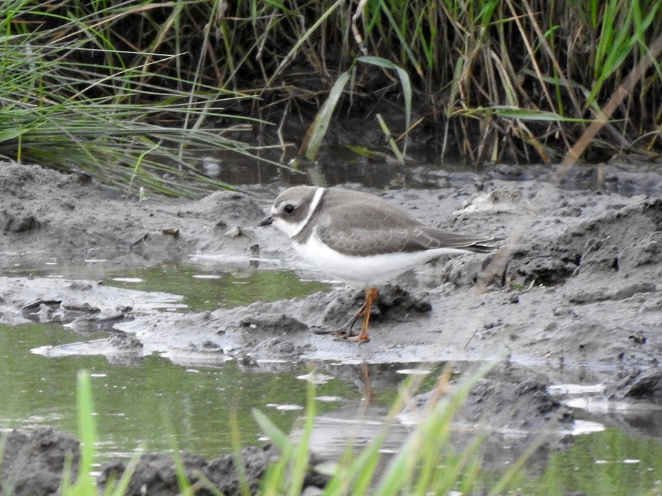Semipalmated Plover - ML172993831