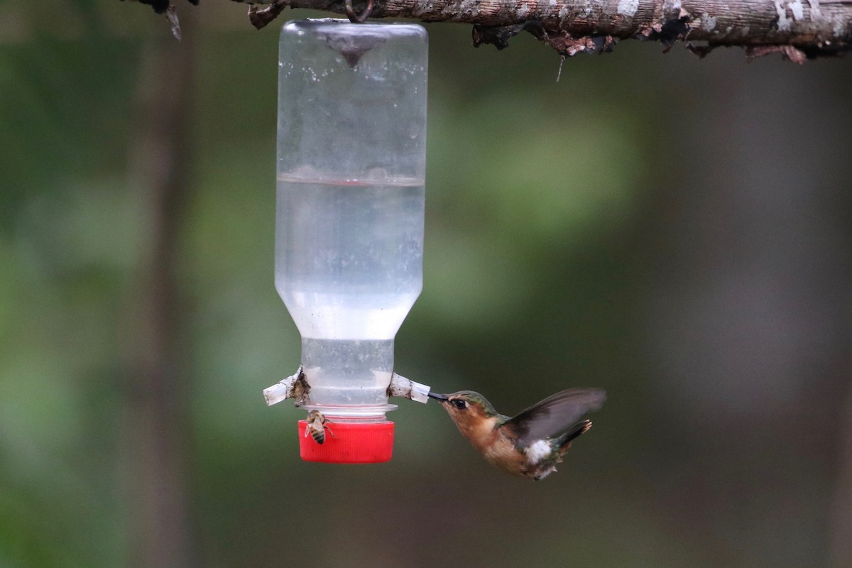 Sparkling-tailed Hummingbird - John van Dort
