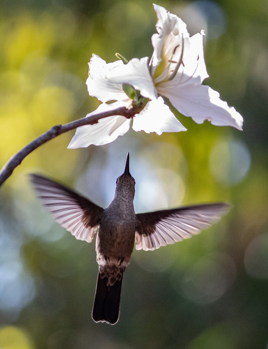 Sombre Hummingbird - ML172995671