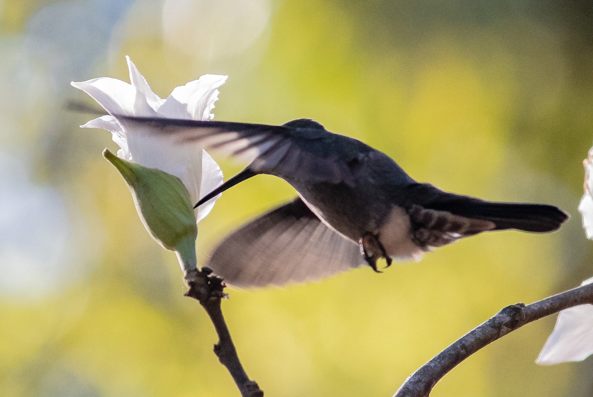 Sombre Hummingbird - Arthur Bruck