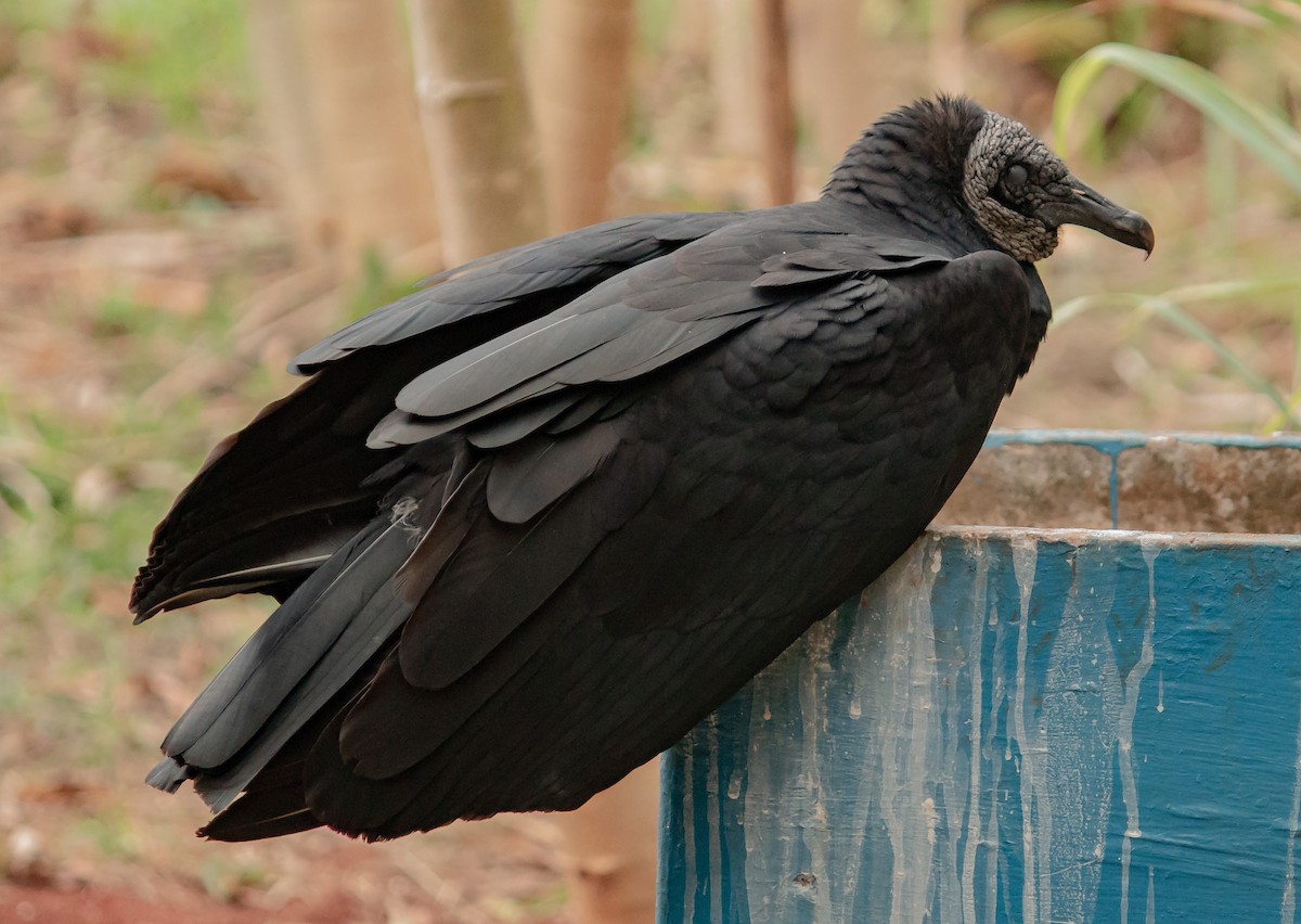 Black Vulture - Arthur Bruck