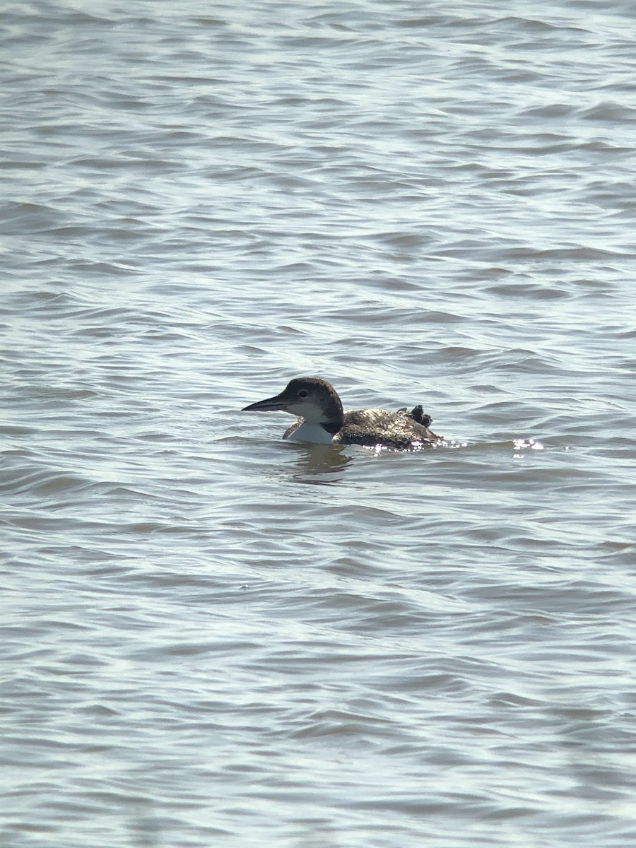 Common Loon - Alec Hopping