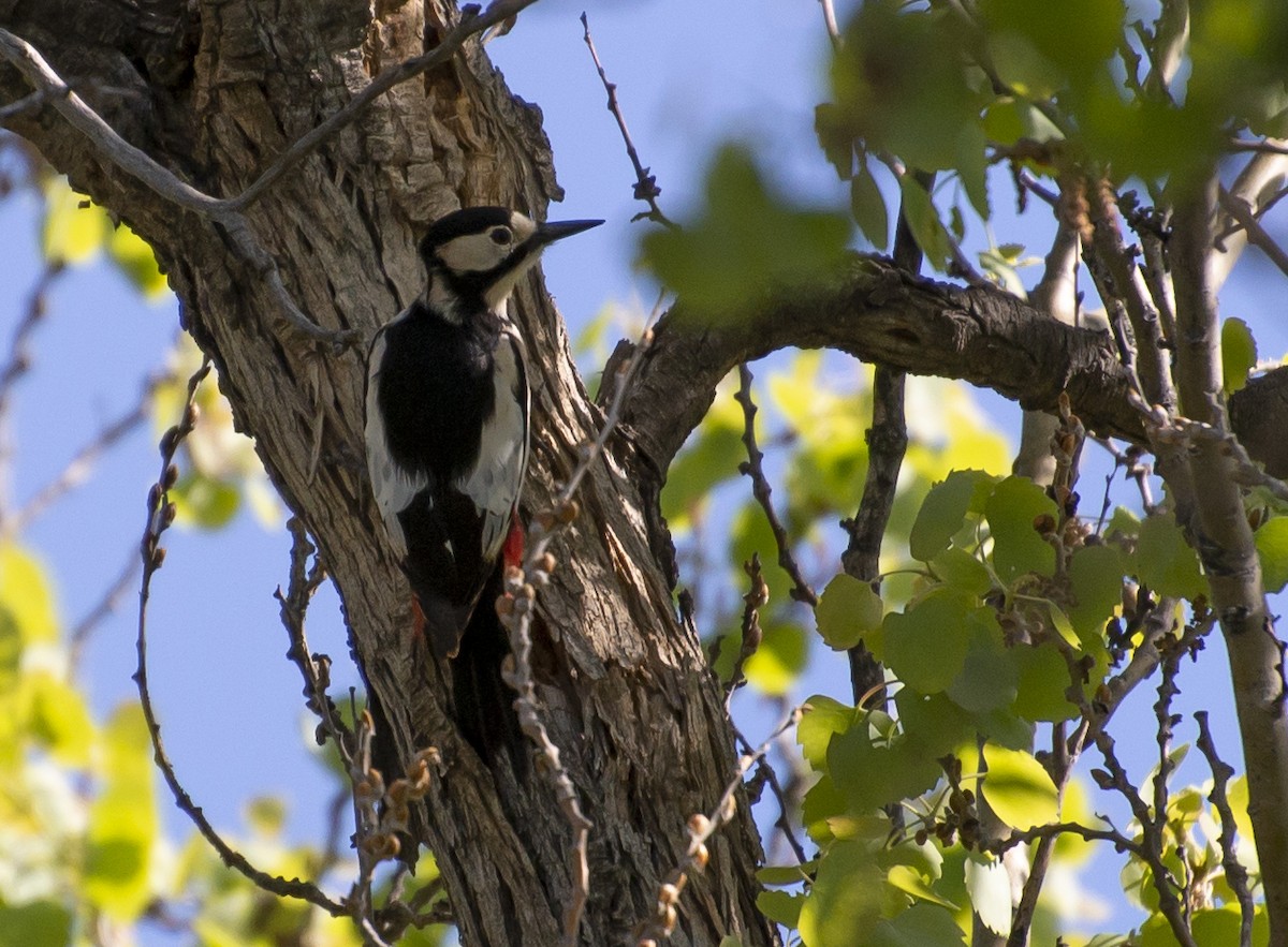 White-winged Woodpecker - Grigory Evtukh
