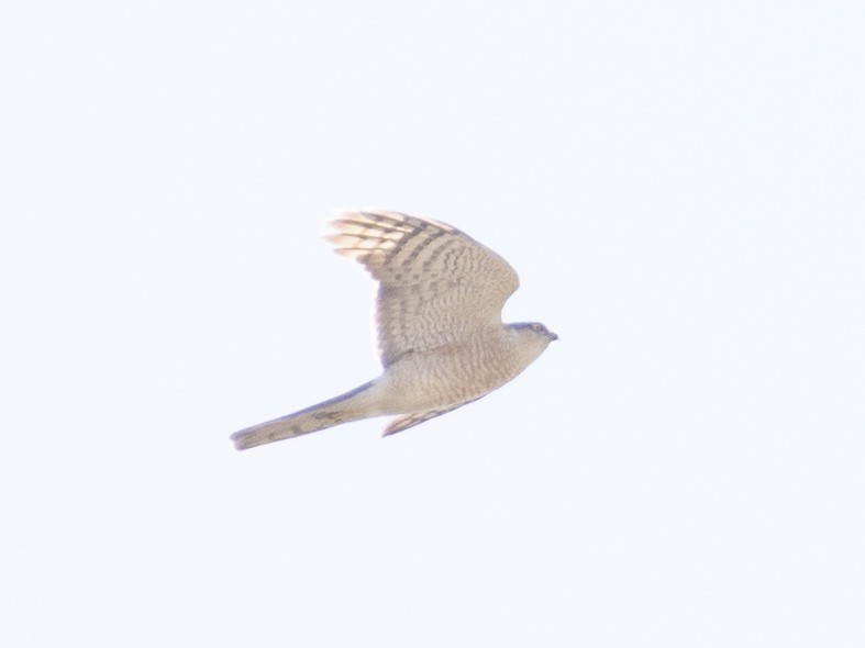 Eurasian Sparrowhawk - ML173006301