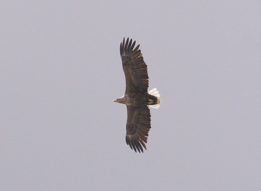 White-tailed Eagle - Grigory Evtukh
