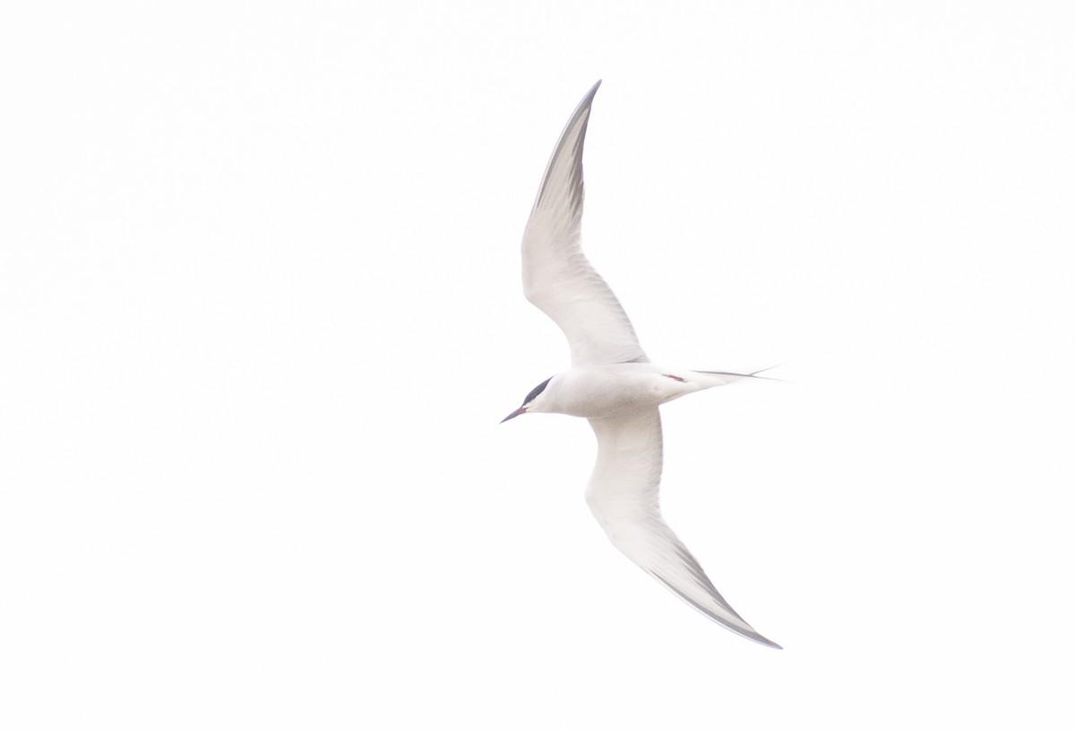 Common Tern - ML173006451